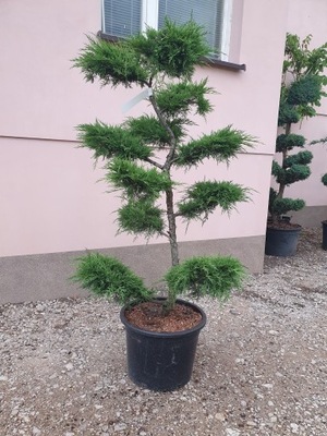 Drzewko bonsai Jałowiec Pfitzera
