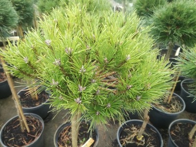 SOSNA 'Pinus Nigra' PA BAYO