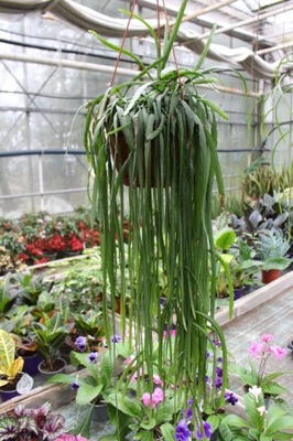 PATYCZAK RHIPSALIS OGROMNY XL