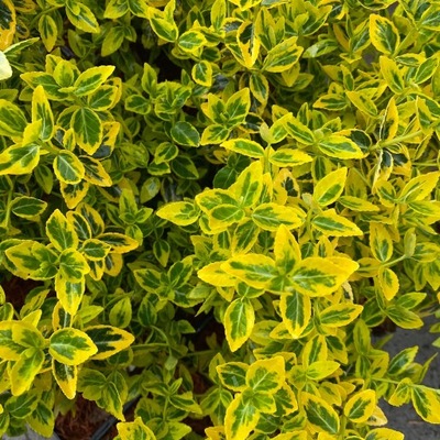 Trzmielina EMERALD GOLD krzew DONICA