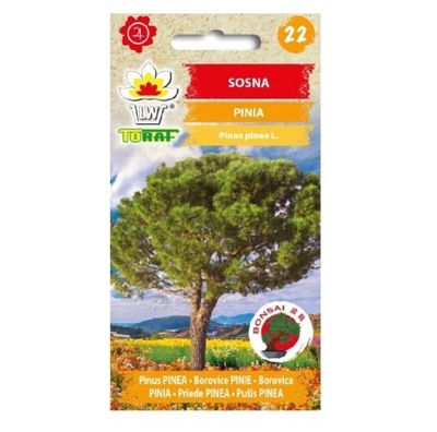 SOSNA PINIA drzewko bonsai nasiona 10 szt.