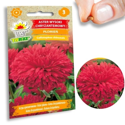 ASTER KRIZANTÉM LÁNG VIRÁG MAG 1G TORAF