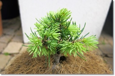 Abies concolor 'Mike Stern' - !!!!!!!!