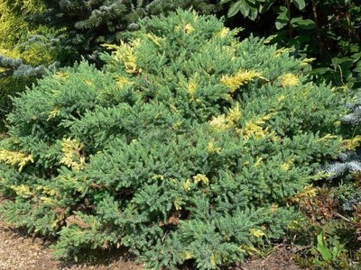 Jałowiec Chiński 'Expansa Variegatta'