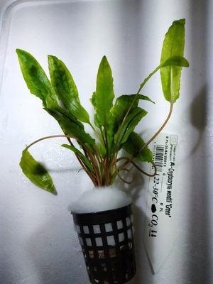 Cryptocoryne wendtii 'Green' [koszyk]