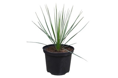 Yucca Thompsoniana Juka mrozoodporna 20-30cm