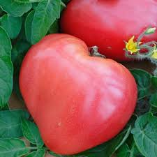 Pomidor DUŻA SADZONKA - BAWOLE SERCE