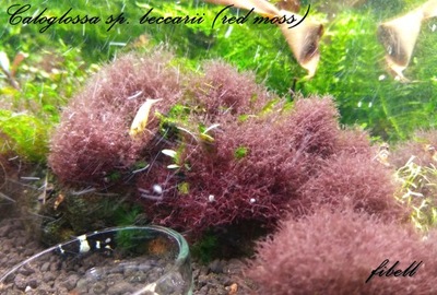 Calloglossa cf Beccarii Red Moss od fibell