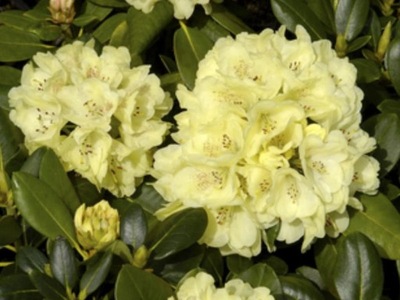 Różanecznik Rhododendron 'Goldkrone'