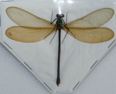 Ważka Neurobasis kaupi pavo samica 75mm.