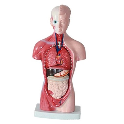 11-calowy model anatomii narządów ciała
