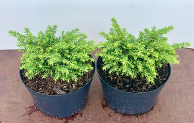 Świerk karłowy 'Little Gem' miniaturka