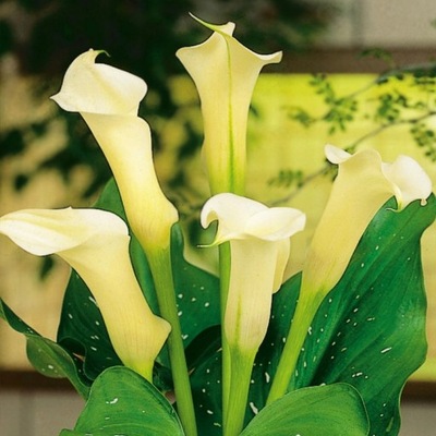 Zantedeschia Kalla Calla Albomaculata 1 szt