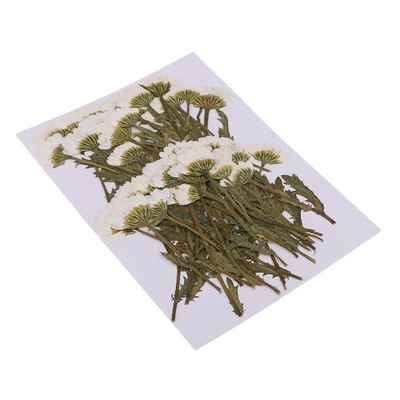 50 szt. Prasowane suszone kwiaty chryzantemy do tworzenia kartek rzemieślniczych