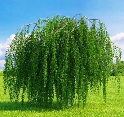 BETULA PENDULA 'YOUNGII ' BRZOZA BRODAWKOWATA