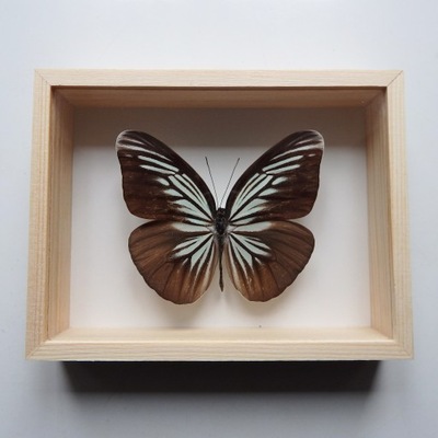 Motyl w gablotce 13x10 Pareronia tritaea