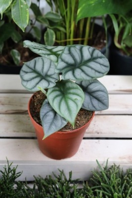 Alocasia baginda 'Silver Dragon' (Alokazja)