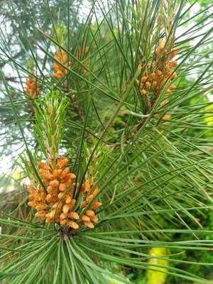 SOSNA PINIA Pinus Pinea ukorzeniona sadzonka drzewko 1m