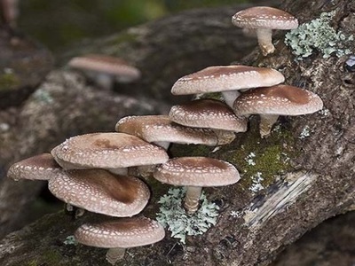 SHIITAKE SHITAKE grzybnia kołki 20szt Twardnik