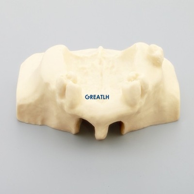 Dentystyczny Model podnoszenia zatoki Model zębów