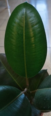 FICUS FIKUS ELASTICA FIGOWIEC SPRĘŻYSTY
