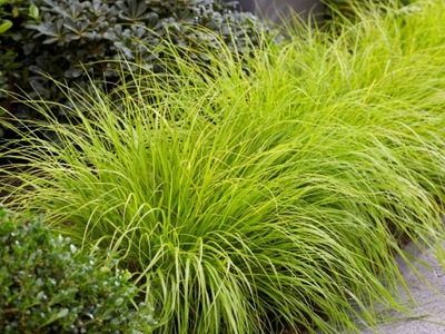 Trawa, Pennisetum Rozplenica 'Hameln Gold'