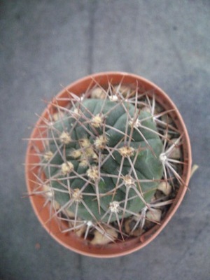 Gymnocalycium 8686 don8cm WW0517P