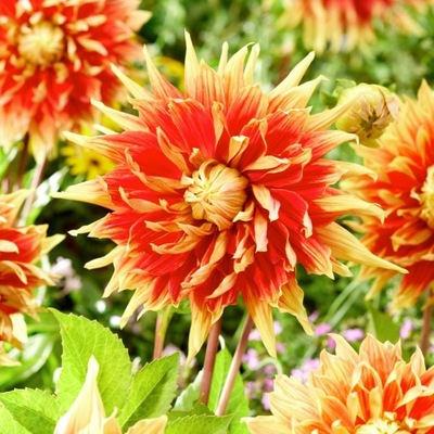 Dalia - Autumn Sunburst - EFEKTOWNA - Sadzonka