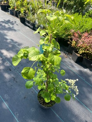 Hortensja pnąca biała Hydrangea anomala subsp. petiolaris XXL piękna kwitni