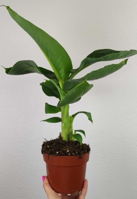Bananowiec Musa Tropicana 30 cm