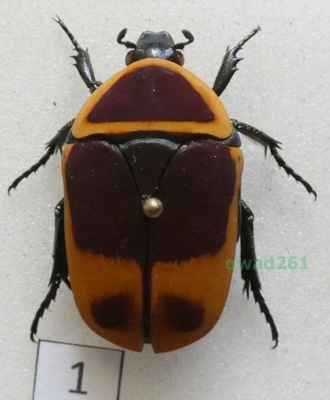 Pachnoda marginata peregrina Kolbe, 1906 Czad1