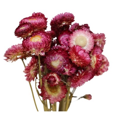 Kocanka (Helichrysum) Suszona - Fioletowa