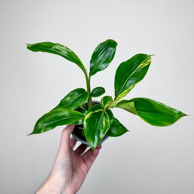 Alpinia zerumbet Variegata