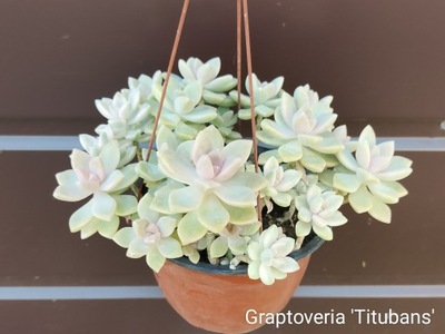 Graptoveria titubans 129