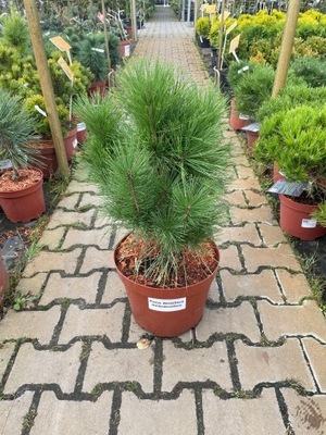 Pinus Densiflora Umbraculifera - Sosna C10