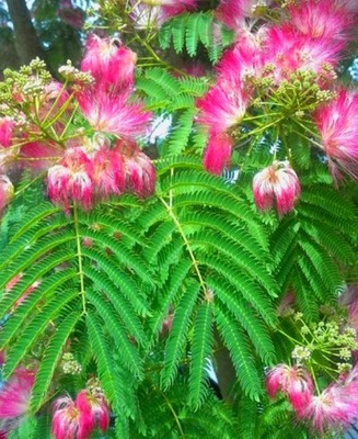 Albicja jedwabista KWIATY ŚWIECĄ NOCĄ