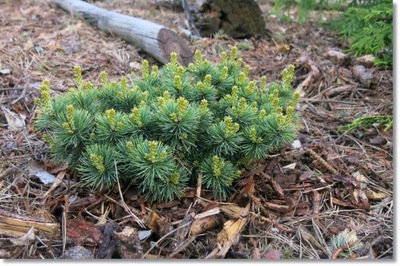 Pinus parviflora 'Karen' - !!! !!! !!!