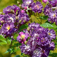 Róża pnąca 'Veilchenblau' (Rosa)