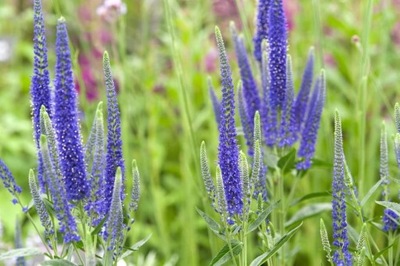 PRZETACZNIK DŁUGOLISTNY Veronica langifolia