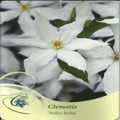 Clematis ROKO-KOLLA Powojnik wielkokwiatowy