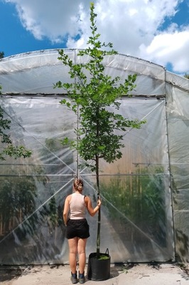 DĄB BŁOTNY 4 metrowy (QUERCUS PALUSTRIS)