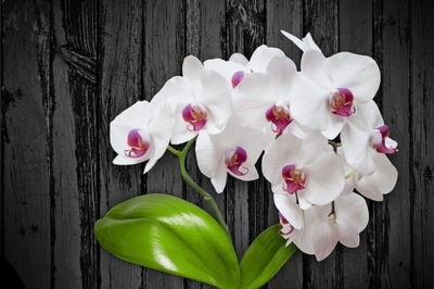 Haft Diamentowy Biała Orchidea DUŻA 80x100cm