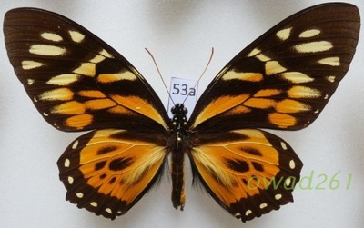 Papilio zagreus Doubleday, 1847 Peru 103mm53a