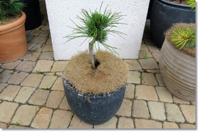 Pinus cembra 'Honza' - !!!!!!!!!!!!!!!!!!!!!!!!