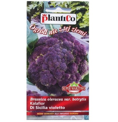 Kalafior fioletowy DI SICILIA VIOLETTO nasiona