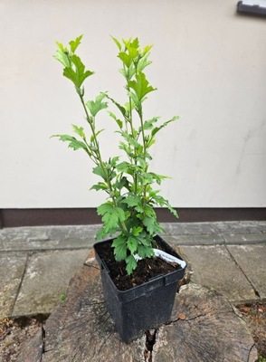 Hibiskus Ardens Hibiscus Ketmia Syryjska