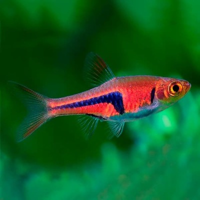 Razbora espei - Trigonostigma espei - Rasbora