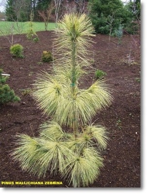 Pinus wallichiana 'Zebrina' - piękna himalajska !!!