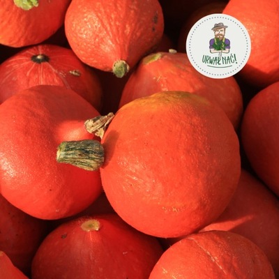 DYNIA HOKKAIDO ŚWIEŻA 1 SZT