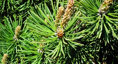Sosna na pniu 'Low Glow' Sosna Pinus densiflora 4L